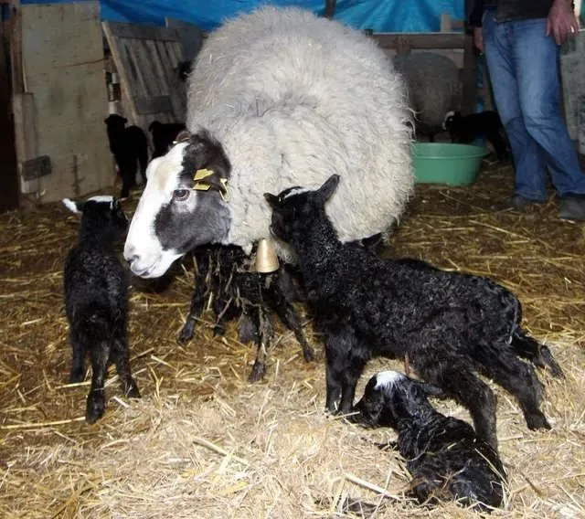 Ukrayna’dan getirdiği koyunlar beşer beşer doğurdu