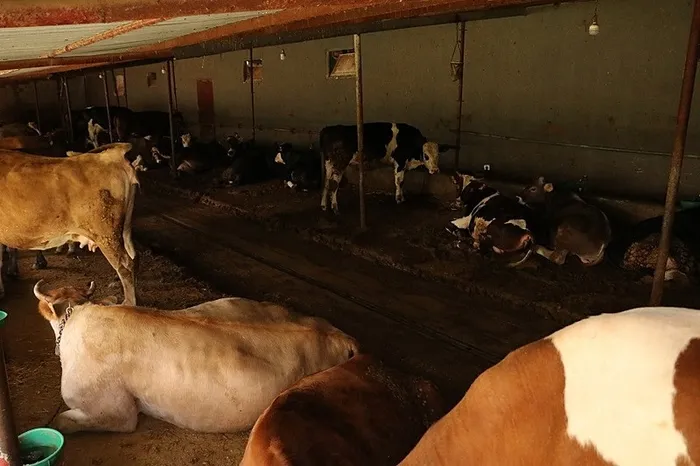 et-ithalatini-onleyecek-proje-tarim-bakanligi-dugmeye-basti-1756442262810.jpeg Et ithalatını önleyecek proje! Tarım ve Orman Bakanlığı düğmeye bastı - 1