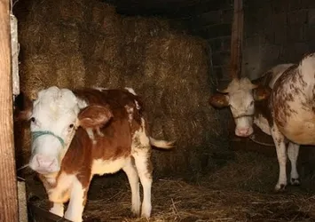 Düve alım desteğine düzenleme