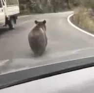 Ayının dikkatini çekmek için...