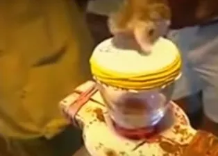 Bir damla yılan zehri insan kanını bakın ne hale getirdi!