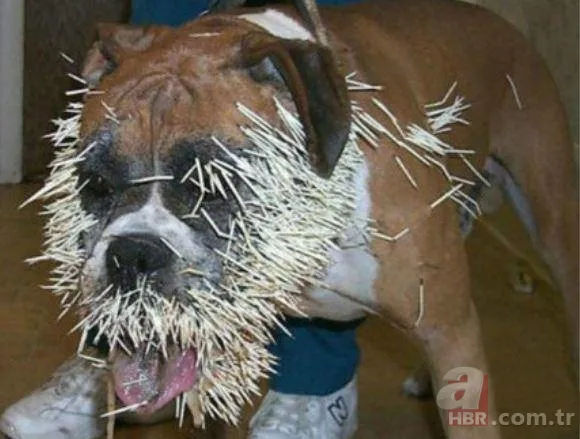 Onları görenler şaştı kaldı! 11