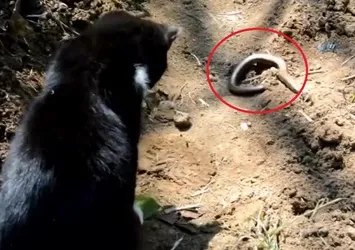 Ordu'da yavru kedinin yılanla imtihanı