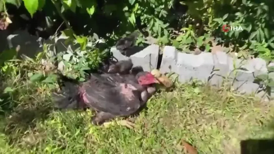 Kesmek için aldı kümese gidince şoke oldu! Bu horozu görenler gözlerine inanamıyor