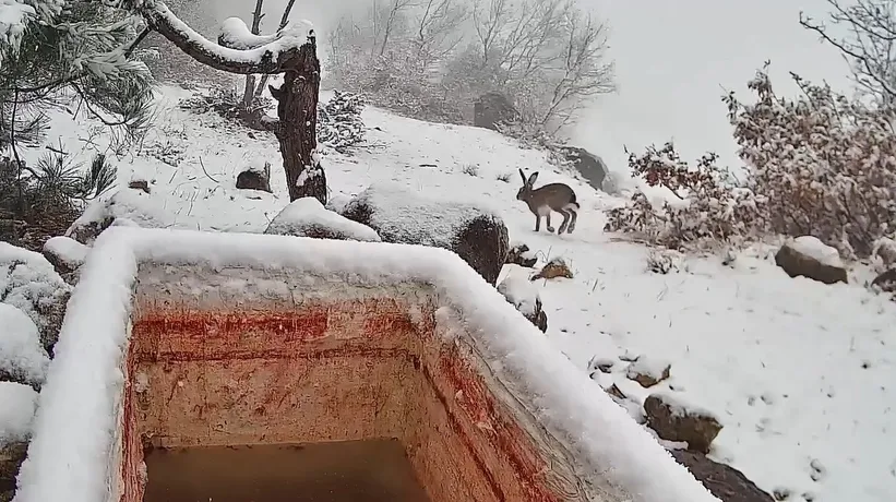 Doğanın gizemli anları... Fotokapana yansıdı