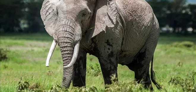 Fille öz çekim yapmak isterken fil tarafından ezilerek hayatını kaybetti