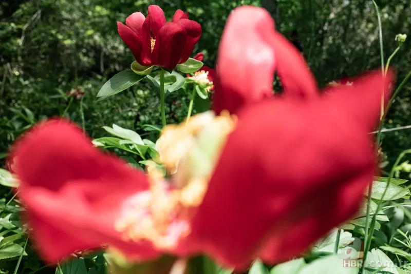 İstanbul'da çok nadir görülüyor! Bu çiçek koparanın elini yakıyor! İşte cezası... 6