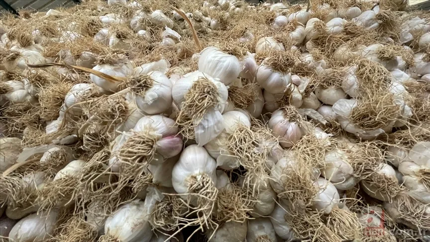 Koreliler böyle iyileşiyor! Sarımsağı parmaklarına sarıp bekleyin... 5