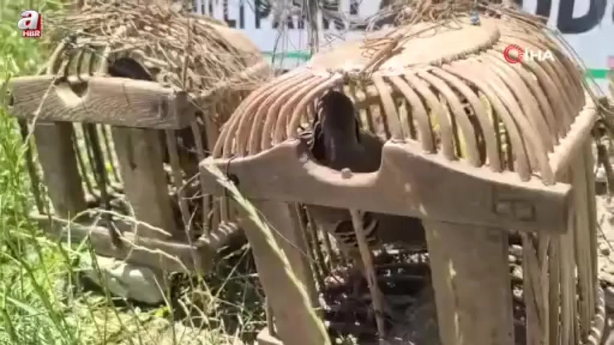 Siirt'te keklik avına 43 bin lira ceza