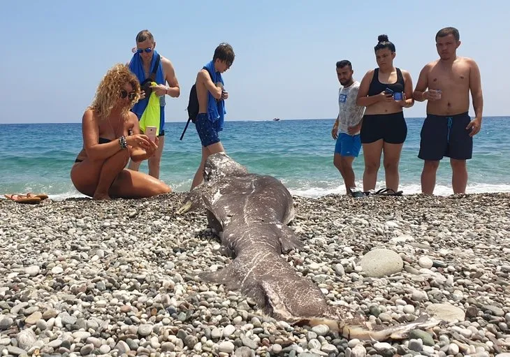 Antalya’da sahile vurdu! Turistler fotoğraf çektirmek için sıraya girdi! Caretta caretta sandılar ama...