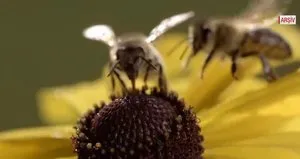 Kabus geri döndü! ’Öldüren arı’ paniği!
