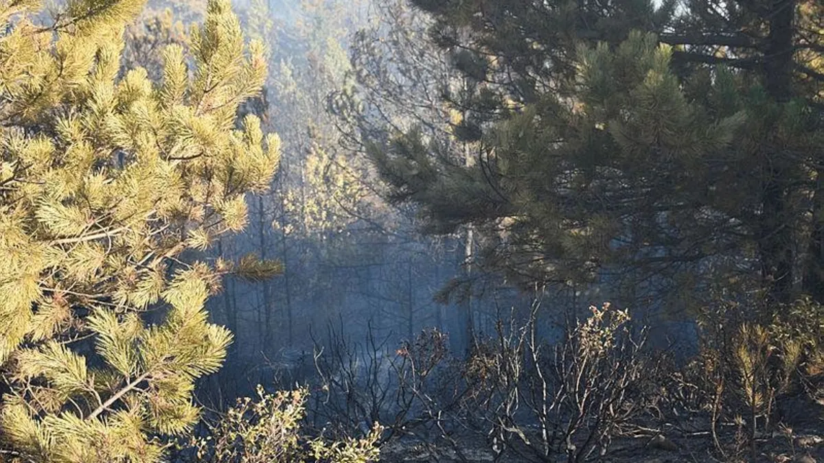 Afyonkarahisar'daki orman yangını kontrol altına alındı