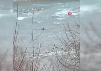 Van'da su samurları kamerada