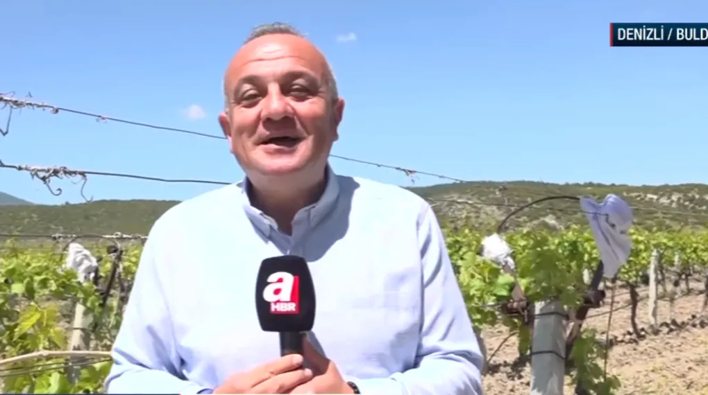 Denizli'de çağla hasadı başladı