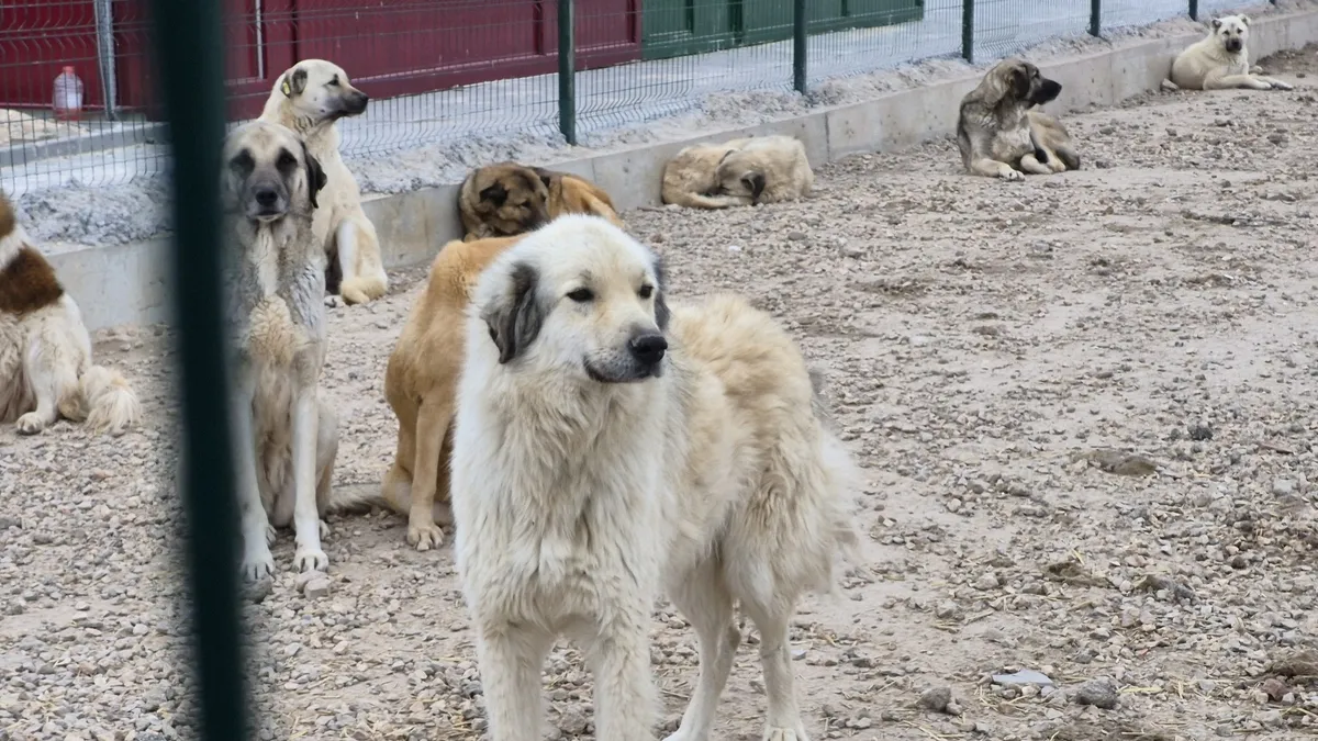 Eskişehir'de aç susuz köpekler birbirini parçaladı! Barınakta vahşet iddiası
