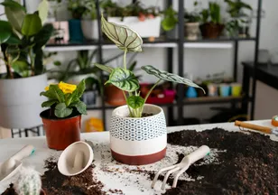 Odanın havasını anında değiştiriyor: Evi parfüm gibi kokutan 5 doğal bitki