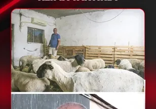 KOYUNLARI İÇİN KLİMA TAKTIRDI