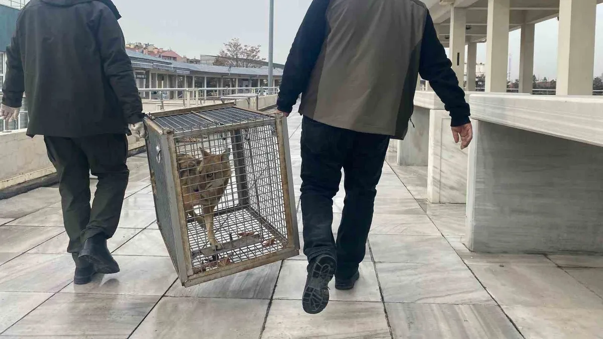 Aç kalan tilki Kocatepe Camii'ne sığındı
