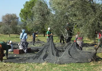 On binlerce kişiye ekmek kapısı oldu! Balıkesir'de zeytin hasadı