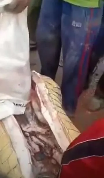 Timsahın karnından insan çıktı! Kan donduran anlar böyle görüntülendi...