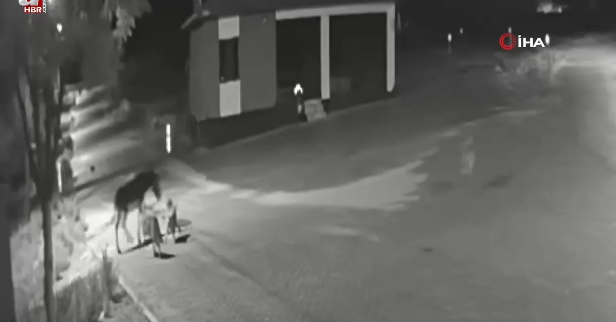 Gece yarısı evlerin dibine kadar geldiler! Kameraları izleyen mahalleli şoke oldu