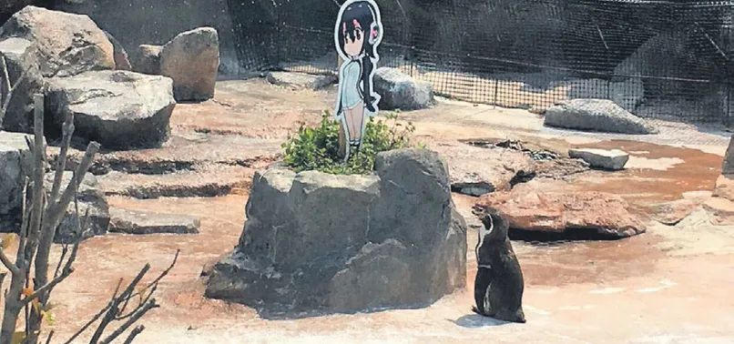 Penguen çizgi film karakterine aşık oldu!