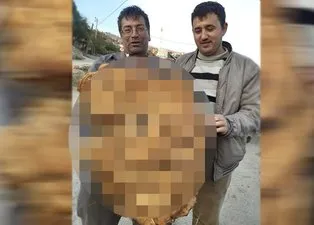 Meşe ağacının dibinde buldu! Dev mantar görenleri hayrete düşürüyor