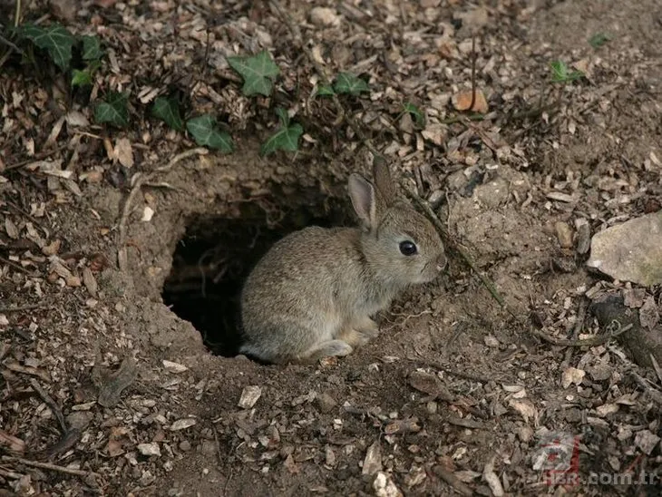 Sıradan bir tavşan deliğinin içinden çıkanlar herkesi şoke etti! 700 yıllık sığınak...