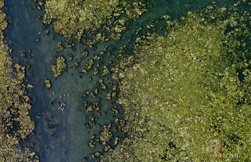 CHP'li Tunç Soyer'in "Yüzülebilir hale gelecek" dediği İzmir Körfezi çevre felaketi uyarısı veriyor 25