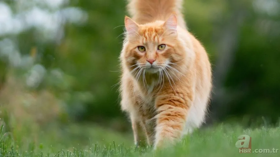 Bilim bile şaşkın! Kediler neden hep dört ayak üzerine düşüyor? 7