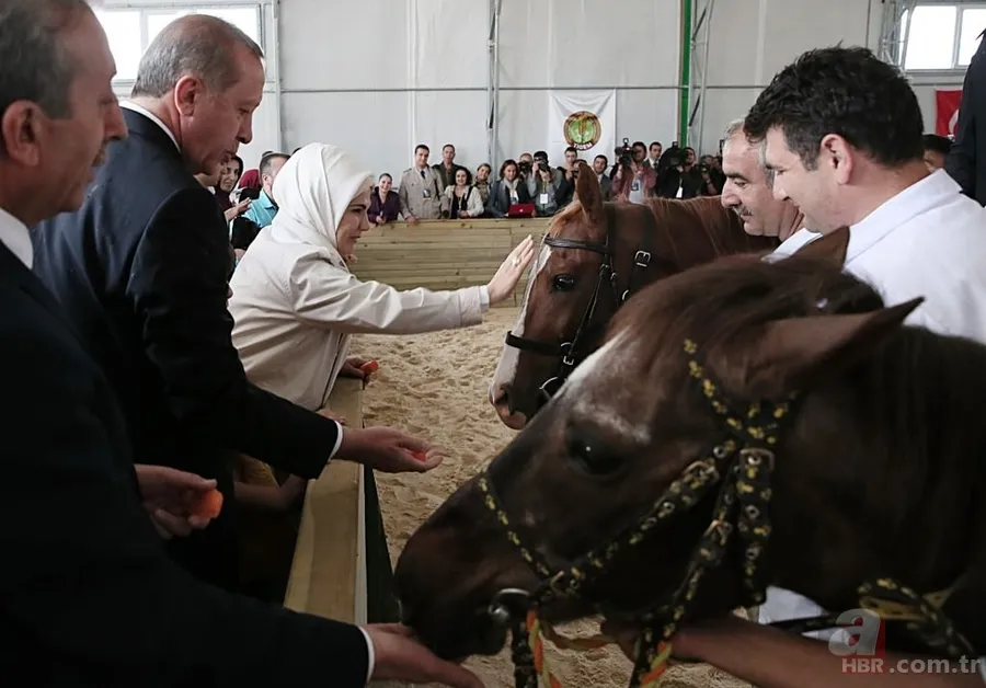 Katar emirinden Cumhurbaşkanı'na sürpriz: 53 tane Arap atı gönderdi 13