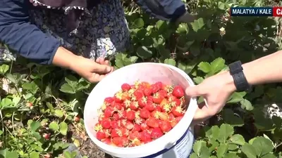 Malatya Kale’de çilek hasadı