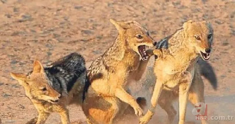 İzmir'de sırtlan paniği! "Tire canavarı" korku salıyor 1