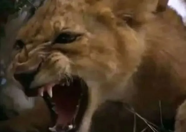 Piton ile aslanın yaşam mücadelesi 🦁 Vahşi doğada karşı karşıya geldiler 🐍