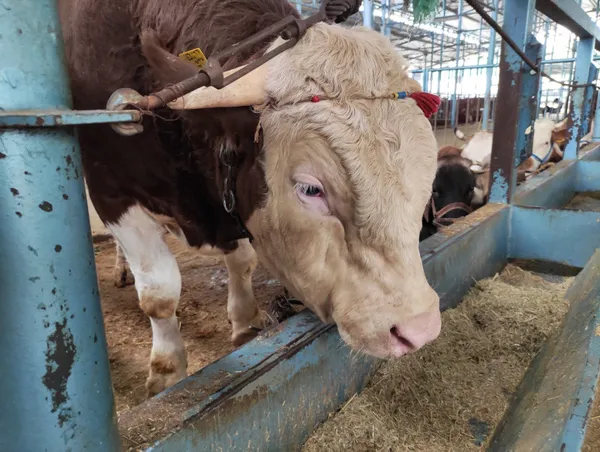 2 senede 4 ton yem yedi! 120 bin liraya alıcısını bekliyor - 2