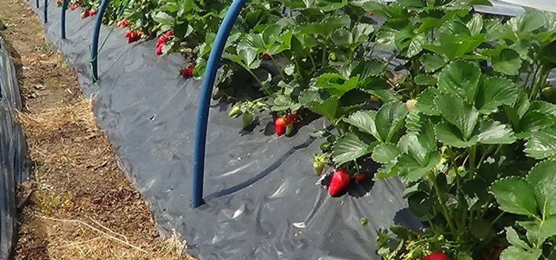 5 fideyle başladı 8 ton hasada ulaştı