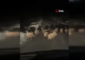 Köye inen domuz sürüsü görüntülendi