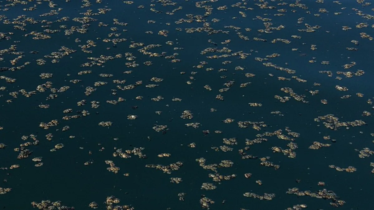 Van Gölü'nde korkutan manzara! Bazı noktalarda yosun tabakası oluştu