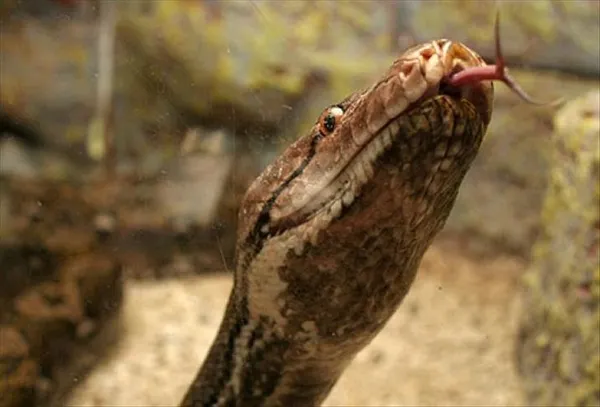 1669363605967.jpg Avustralya’da piton dehşeti! 5 yaşındaki çocuğu ısırarak havuza çekti - 3