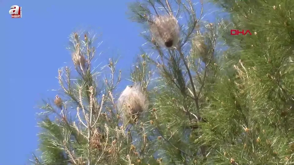 Çam kese böcekleri ile biyolojik mücadele