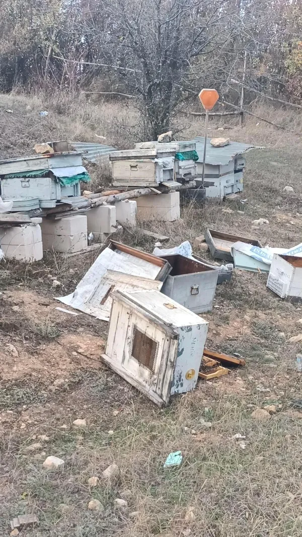 1699278886071.jpg Kış uykusuna yatmayan ayılar dehşet saçtı: Yerleşim yerlerine inip... - 2