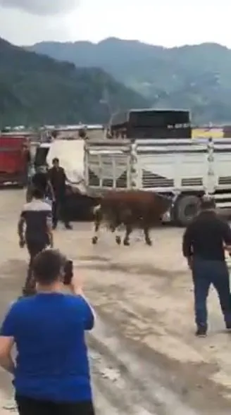 1687848133064.jpg Artvin'de ipini koparan boğa ortalığı birbirine kattı! Kurban pazarında panik anları - 2