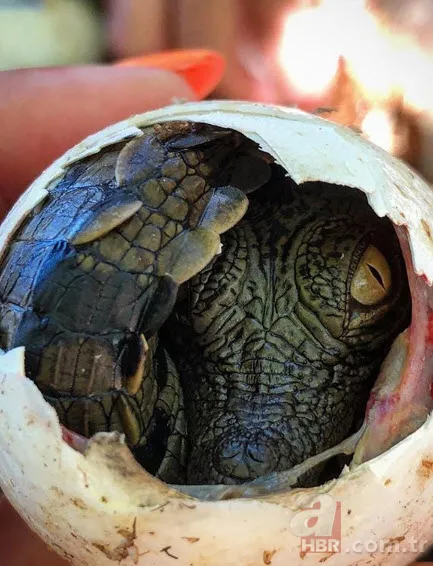 Böylesini daha önce hiç görmediniz 19