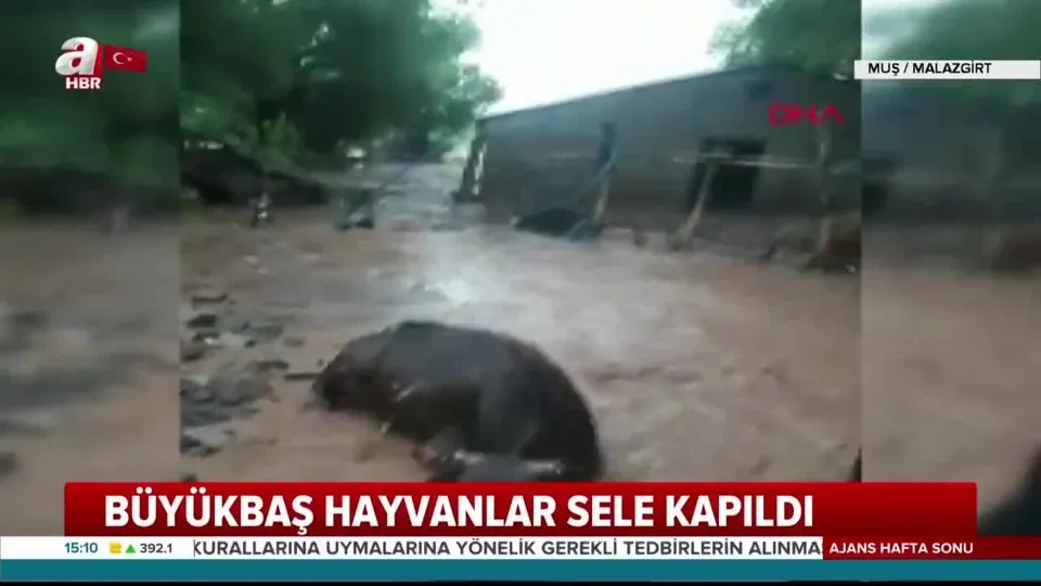 50 büyükbaş hayanın sele kapıldığı o anların görüntüleri ortaya çıktı