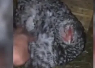 Gelen sesler üzerine tavuk kümesine giren adam gözlerine inanamadı! Tavuğun altında yumurta beklerken bakın ne çıktı