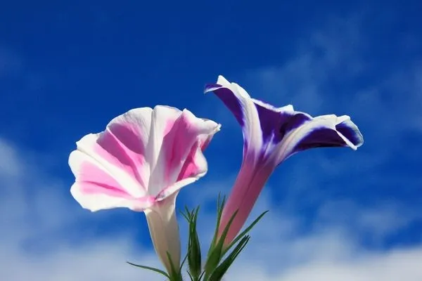 Yaşlanmaya meydan okuyor! Gençliğin sırrı bu bitkide...