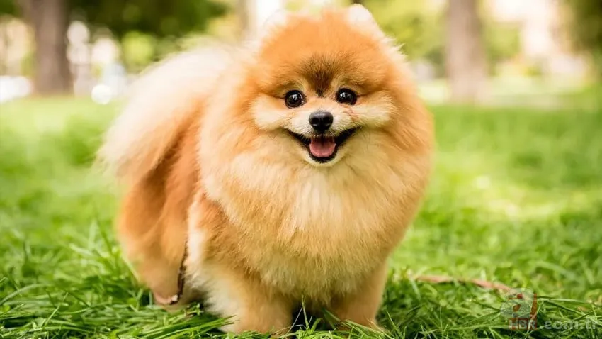 Köpek sahiplerinin büyük avantajı: Demans riski daha düşük 3