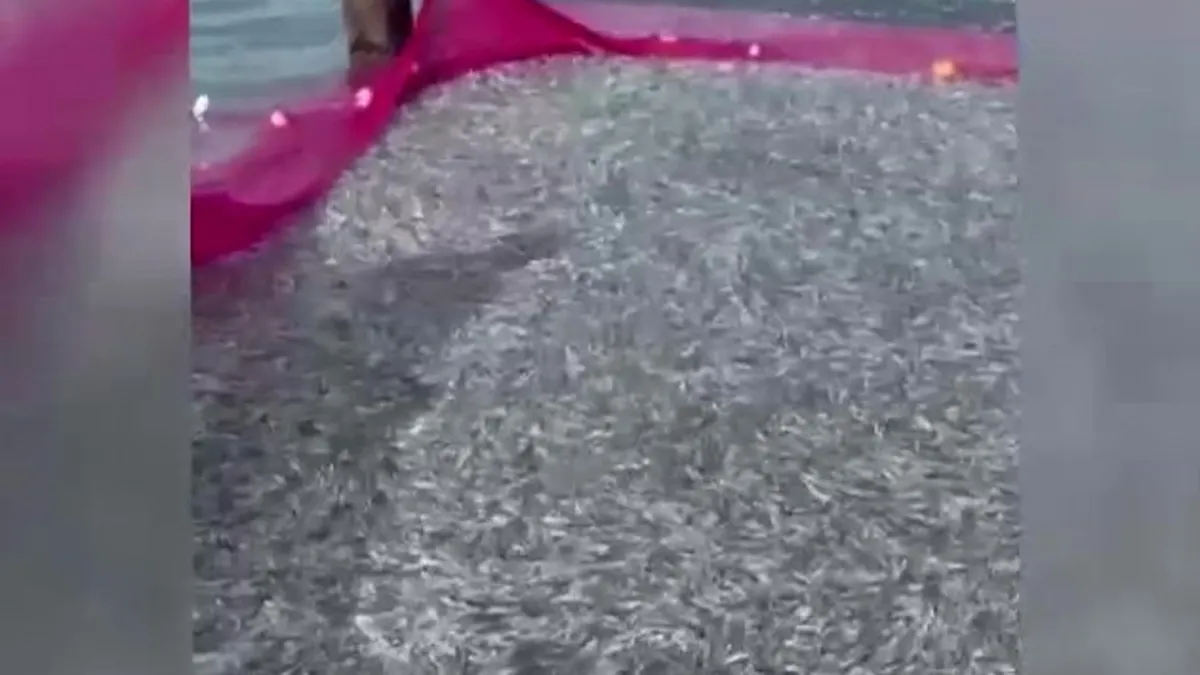 İznik Gölü'nde rekor av: Tek seferde 21 ton gümüş balığı yakalandı