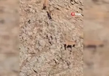 Dağ keçileri sürü halinde görüntülendi