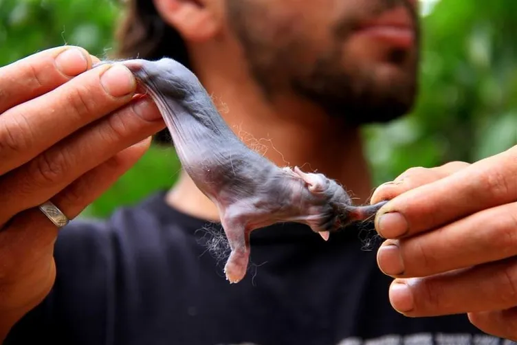 gazze de fil gorunumlu tavsan yavrular